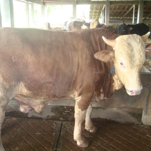 SAPI LEMBU DAGING KISARAN 65 KG - 70 KG JANTANBETINA  MERK SAPI PER E 2