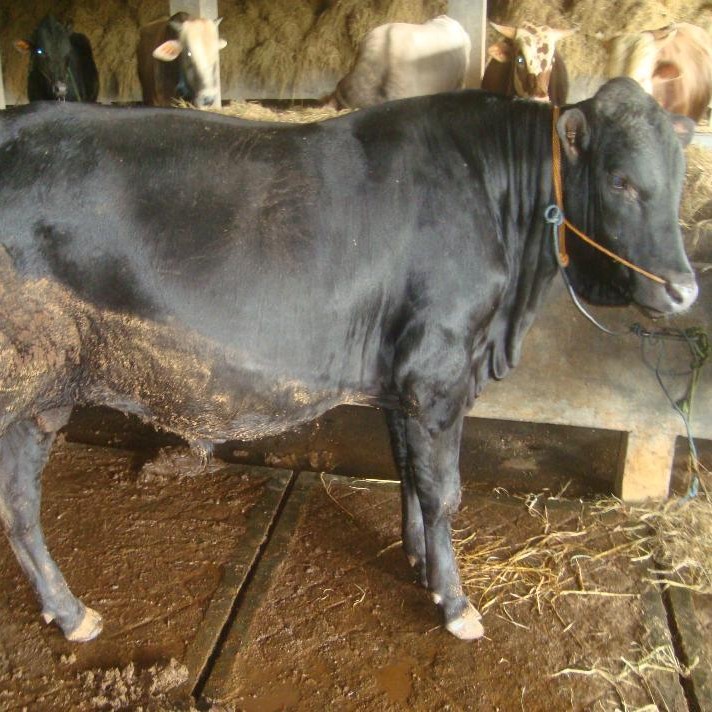 SAPI LEMBU DAGING KISARAN 65 KG - 70 KG JANTANBETINA  MERK SAPI PER E 3