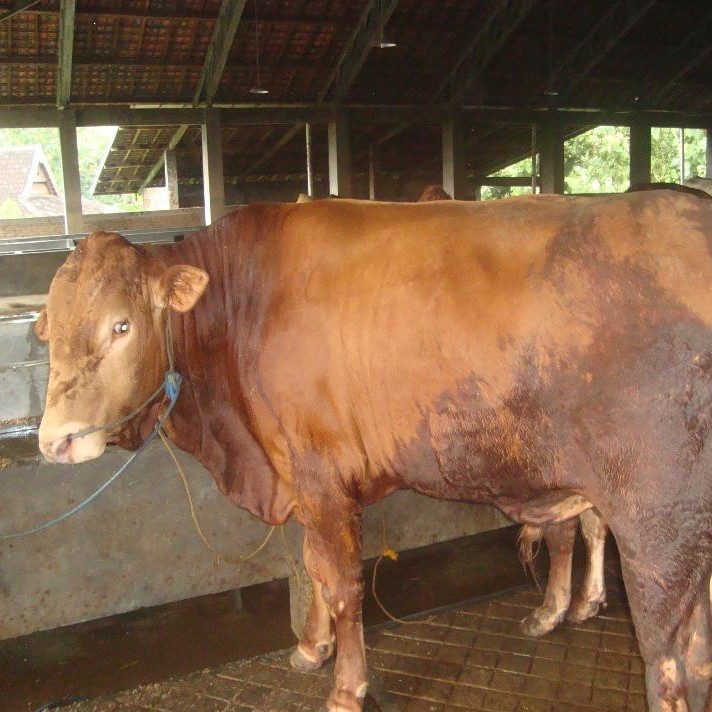 SAPI LEMBU DAGING KISARAN 70 KG - 80 KG JANTANBETINA  MERK SAPI PER E 2