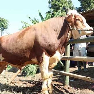 SAPI LEMBU DAGING KISARAN 80 KG - 90 KG JANTANBETINA  MERK SAPI PER E