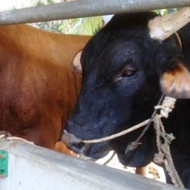 SAPI LEMBU DAGING KISARAN 80 KG - 90 KG JANTANBETINA  MERK SAPI PER E 3