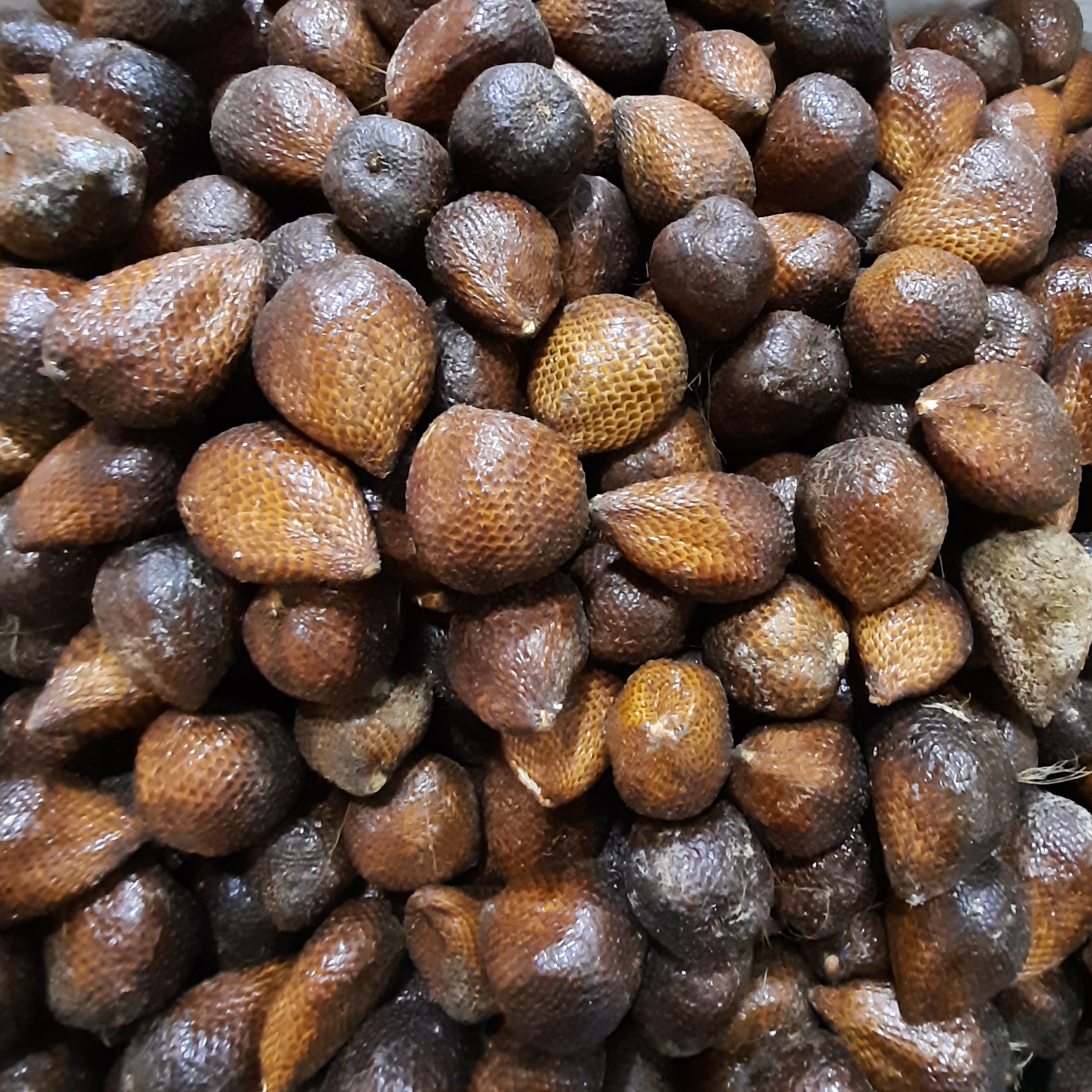 Salak