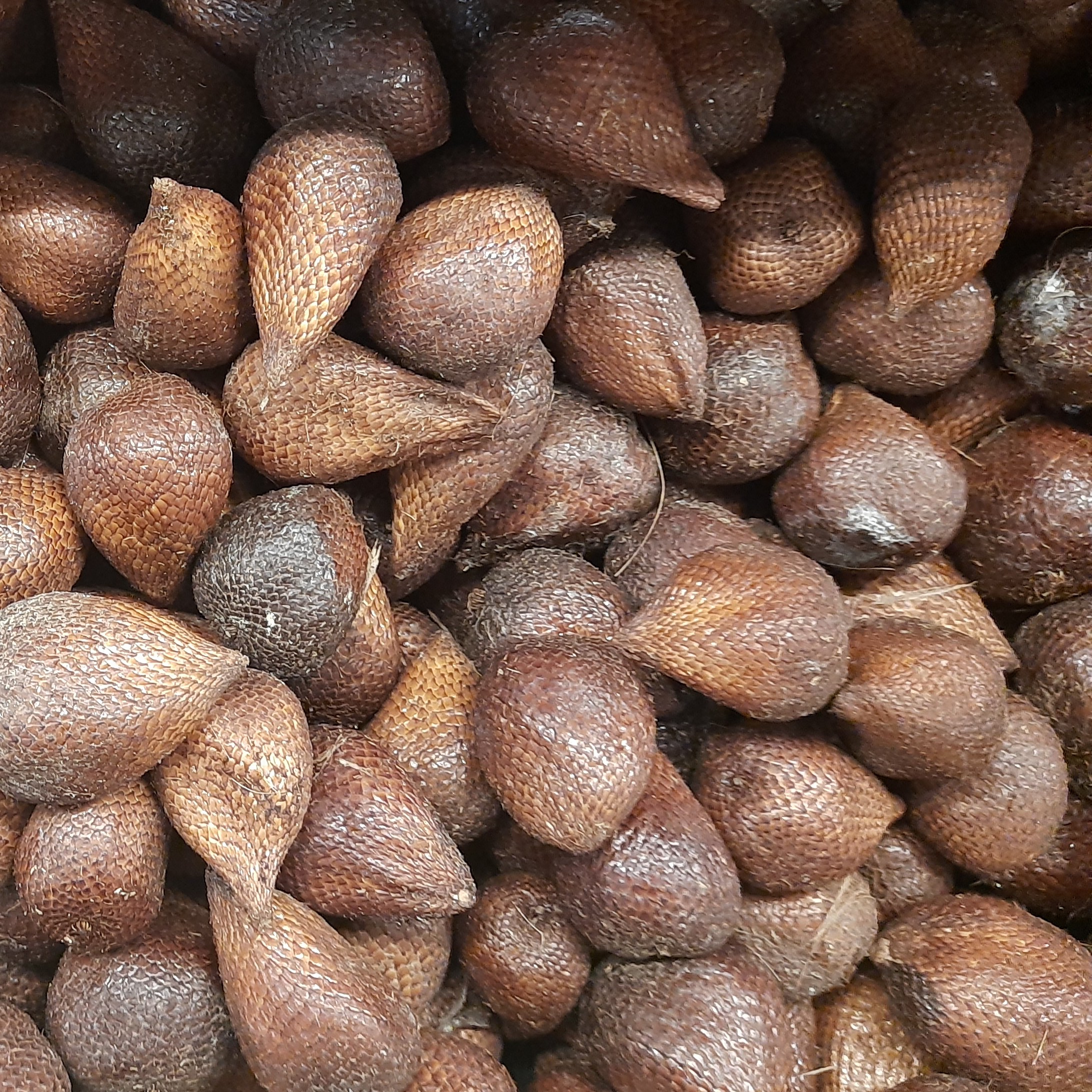 Salak CR