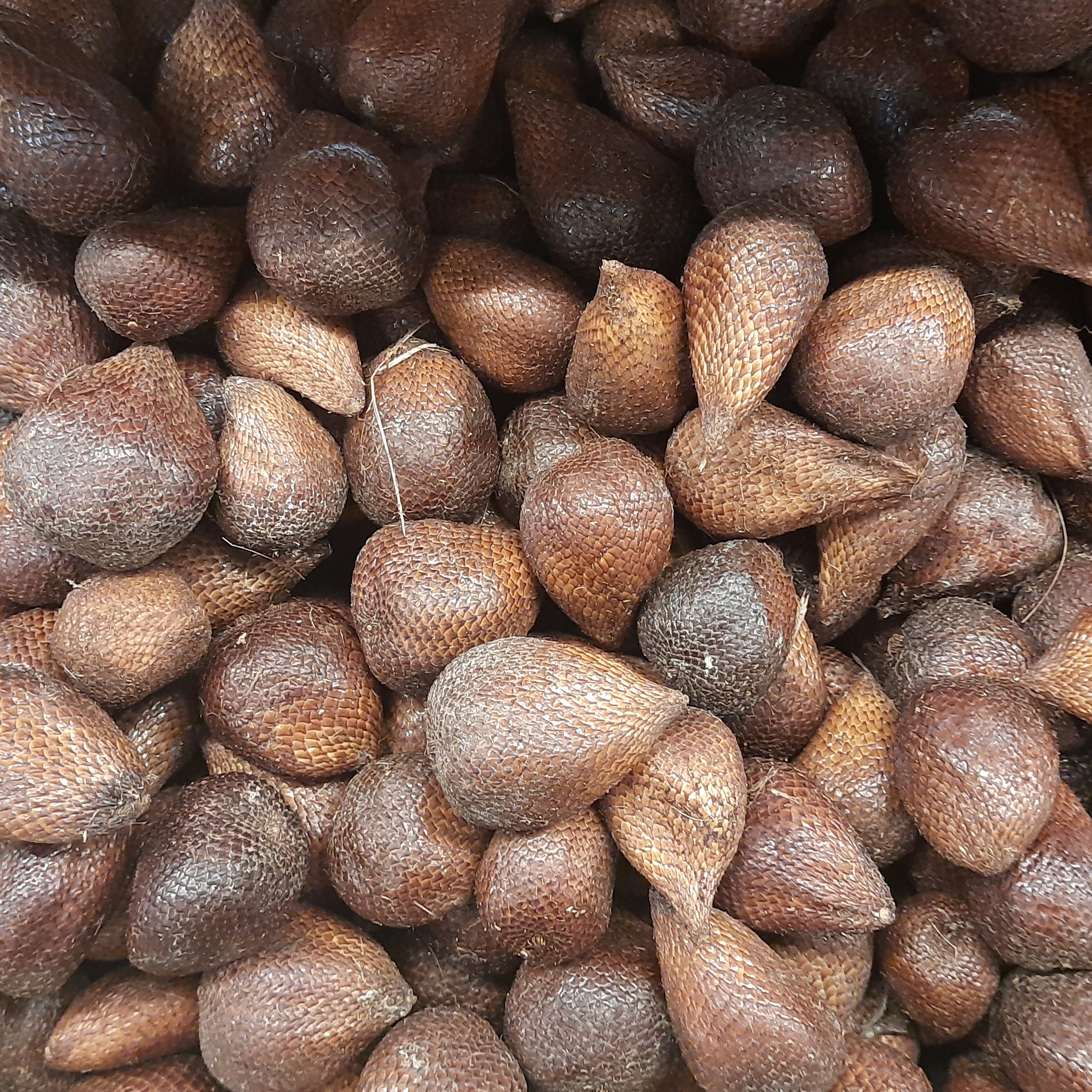 Salak CR