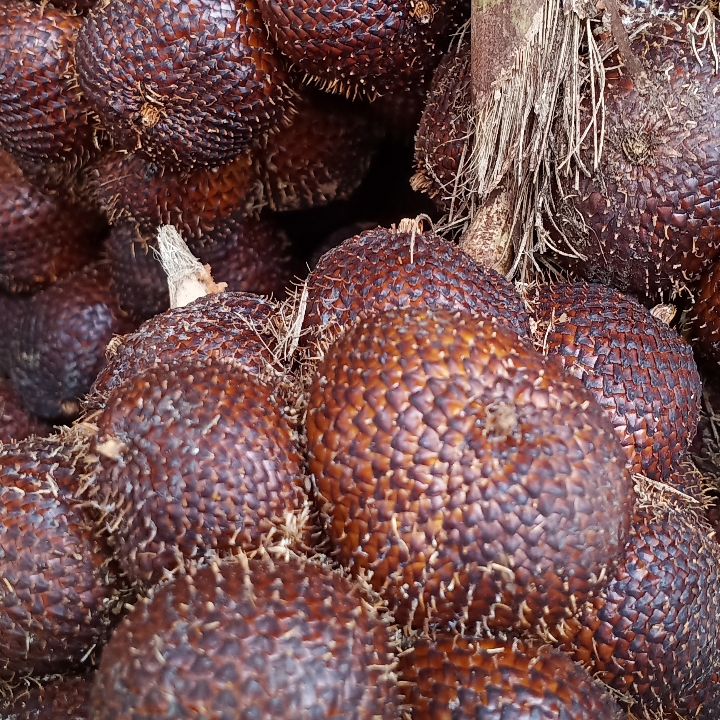 Salak Gula Pasir