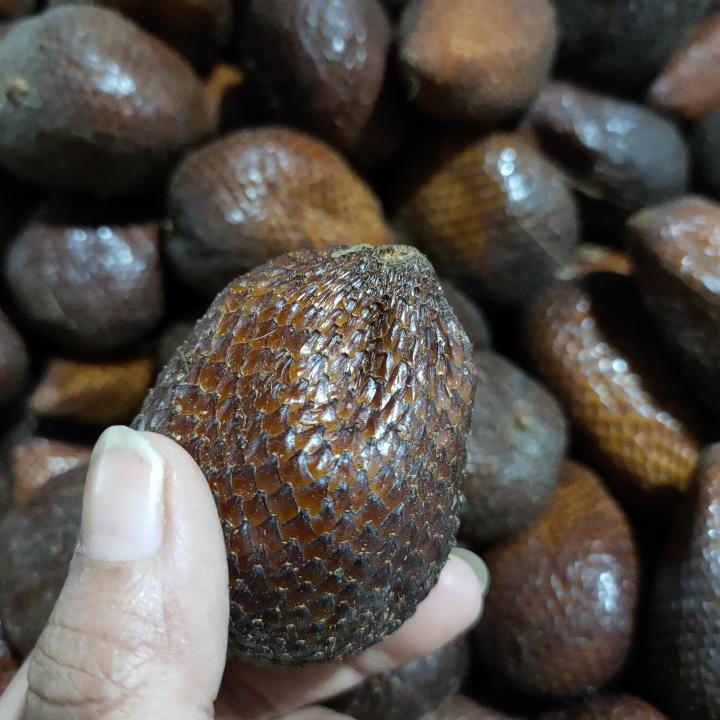 Salak Pondoh 