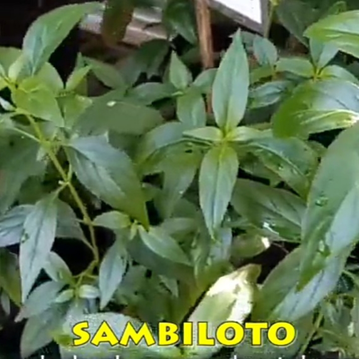 Sambiloto