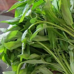 Sayur Kangkung 