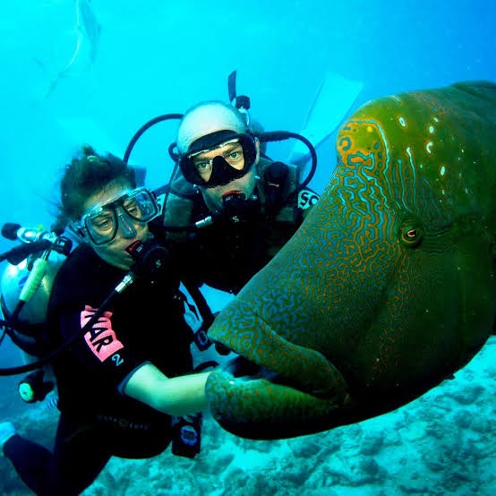 Scuba Diving - Bali Wahana