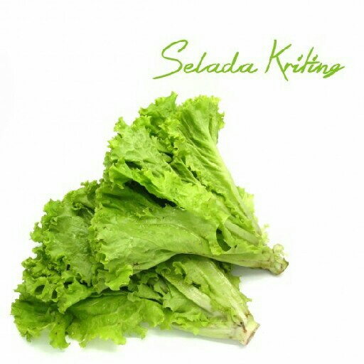 Selada Kriting 250gram