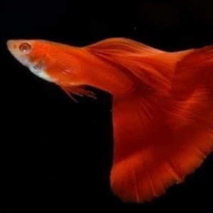 Sepasang Guppy Albino Full Red 2