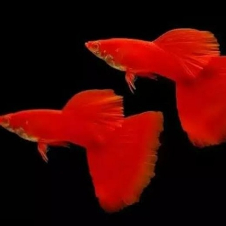 Sepasang Guppy Albino Full Red 3