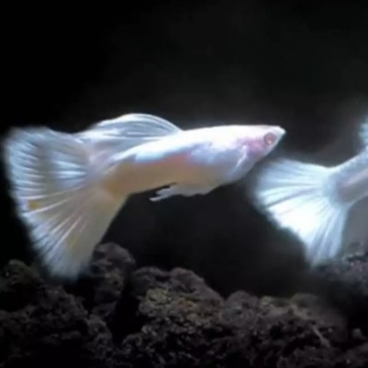 Sepasang Ikan Guppy Albino Full Platinum 