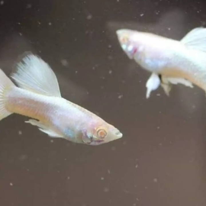 Sepasang Ikan Guppy Albino Full Platinum  2