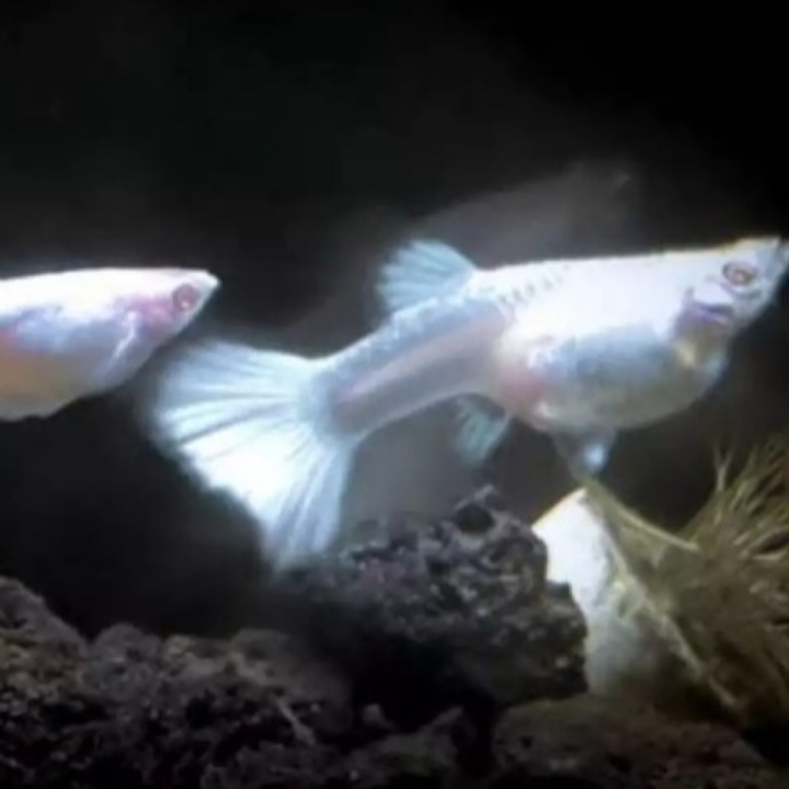 Sepasang Ikan Guppy Albino Full Platinum  3