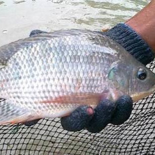 Jual Beli Ikan 2