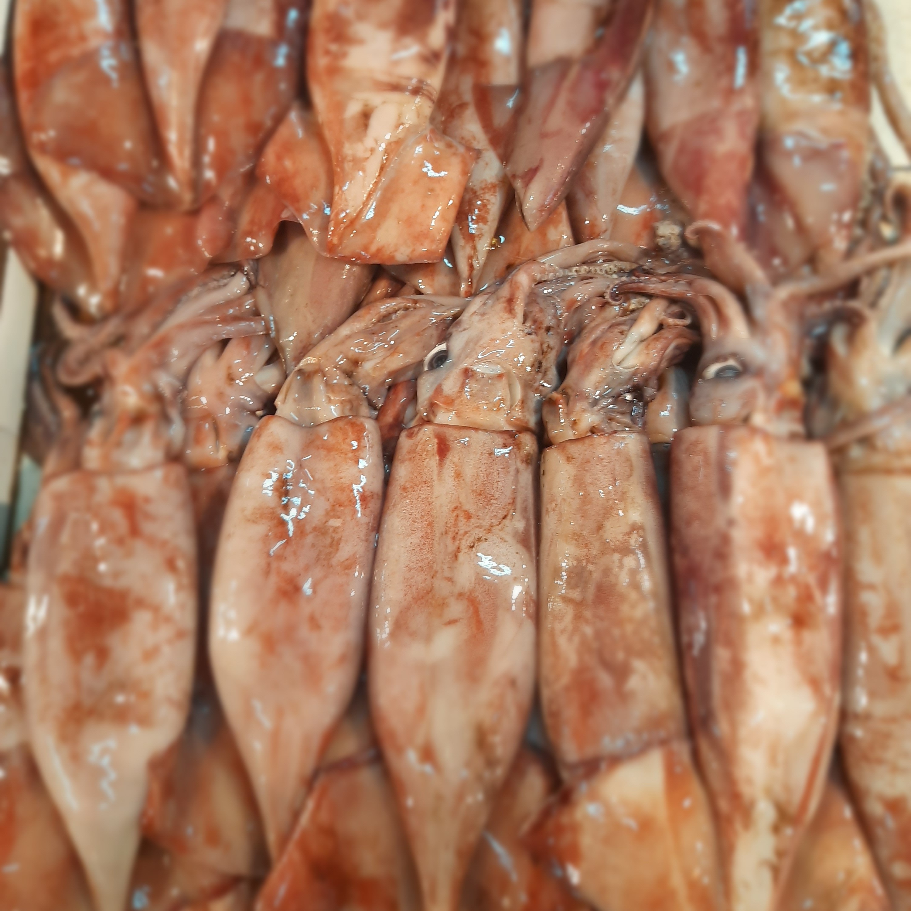 SOTONG BESAR 1KG