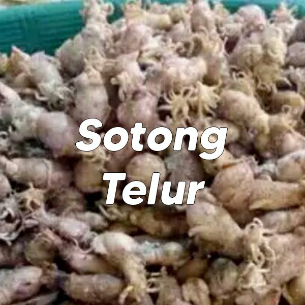 Sotong Telur