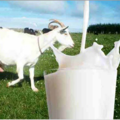 Susu Kambing Etawa 1L 25000 2