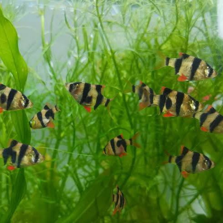 TIGER BARB SUMARTA