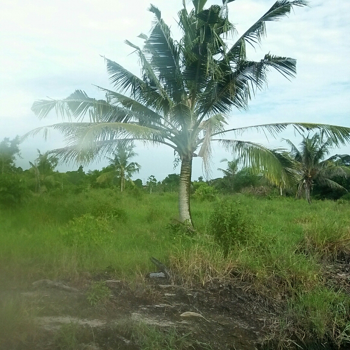 Tanah Kosong 3