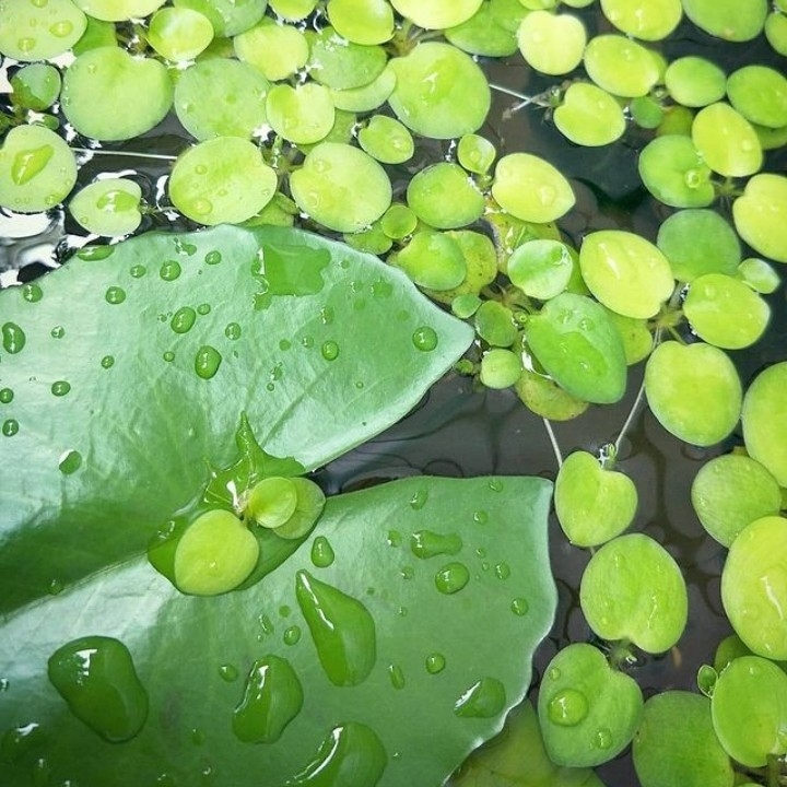 Tanaman Air Frogbit Isi 5 PCS Ukuran Random 