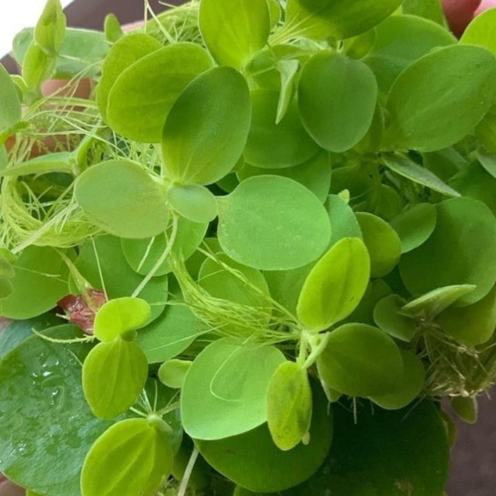 Tanaman Air Frogbit Isi 5 PCS Ukuran Random  3