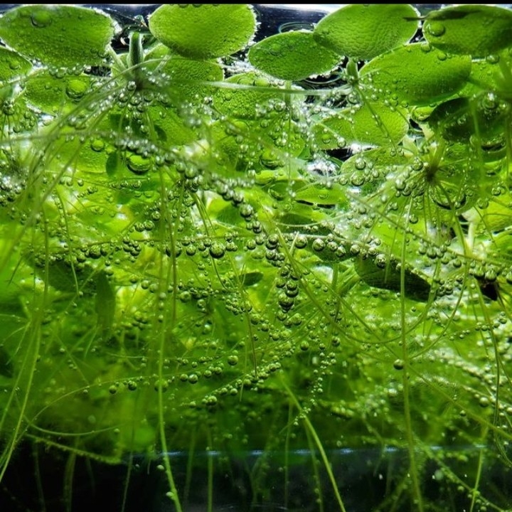 Tanaman Air Frogbit Isi 5 PCS Ukuran Random  4