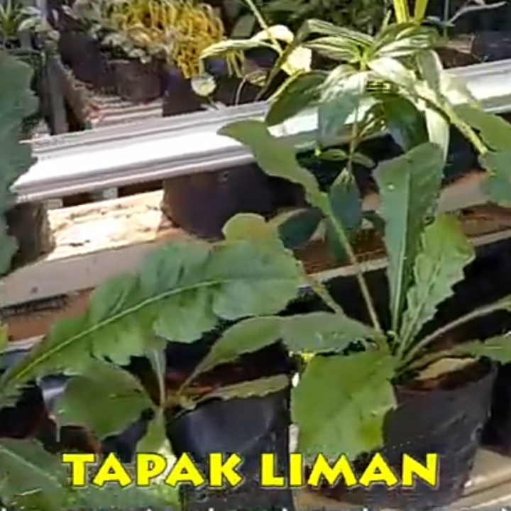 Tapak Liman