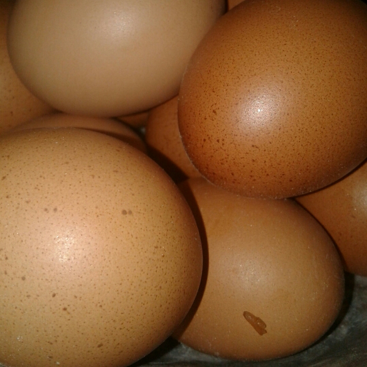 Telur 