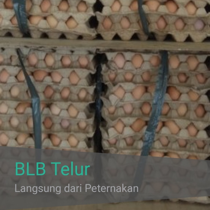 Telur Ayam Negeri 3