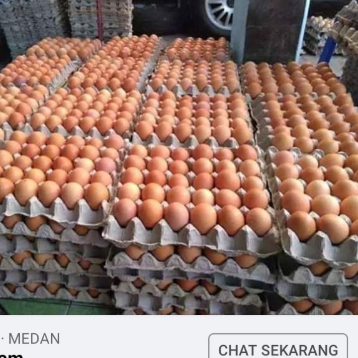 Telur Ayam Negeri Ukuran Besar  1  Ppn 