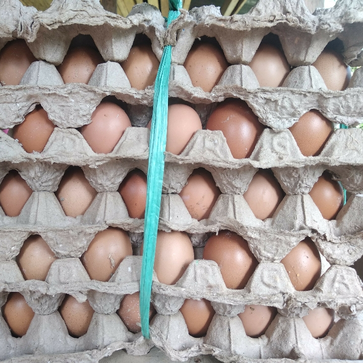 Telur Ayam Ras 2