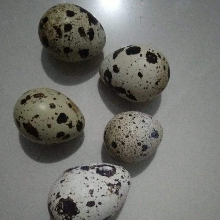 Telur Puyuh