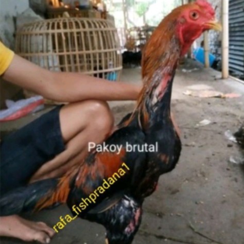 Telur ayam pakoy full brakot kunci leher