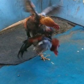 Telur ayam pakoy full brakot kunci leher 2