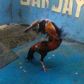 Telur ayam pakoy full brakot kunci leher 3