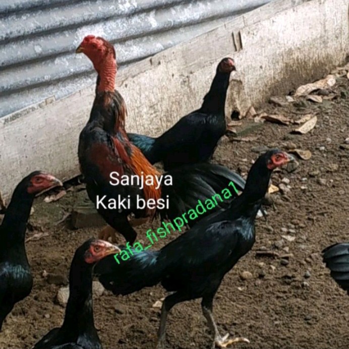 Telur fertil ayam koytrad koyngon kaki besi win