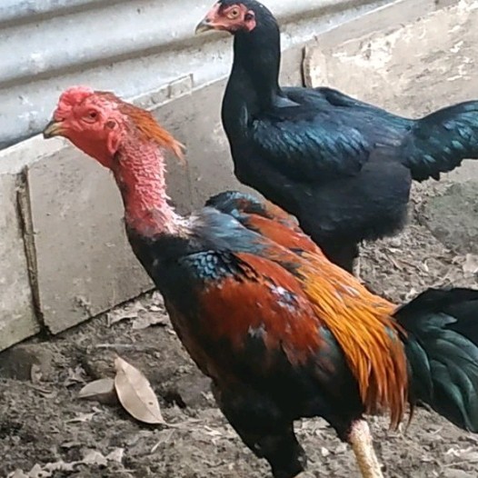 Telur fertil ayam koytrad koyngon kaki besi win 2