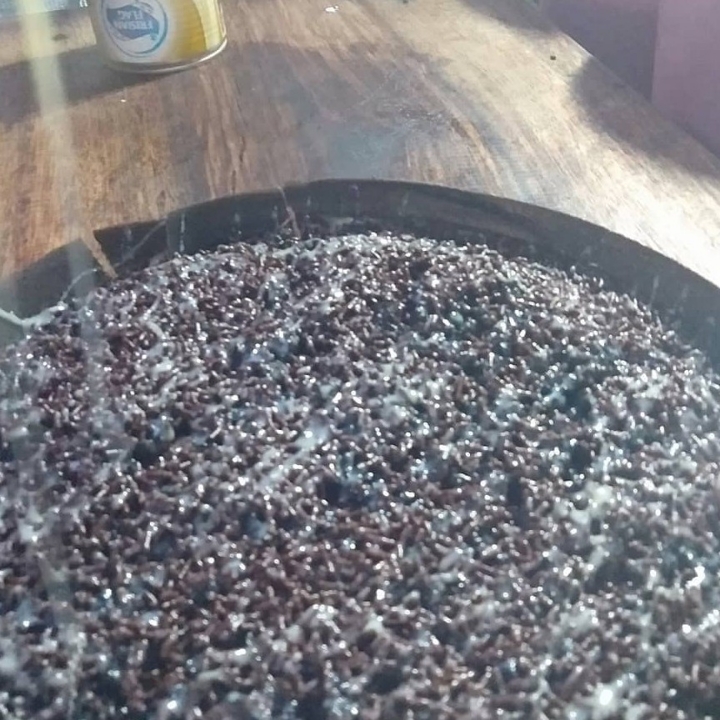 Terang Bulan Coklat Kacang Susu Black Forest 