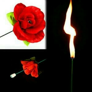 Torch To Rose