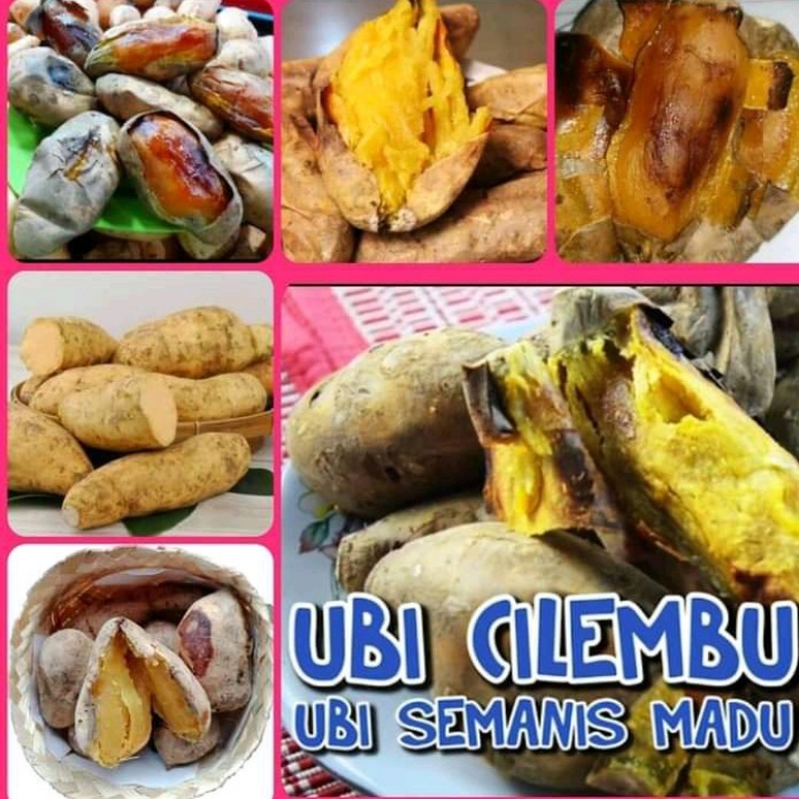 Ubi Cilembu Matang