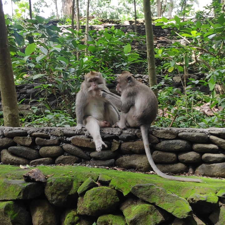 Ubud And Volcano Tour