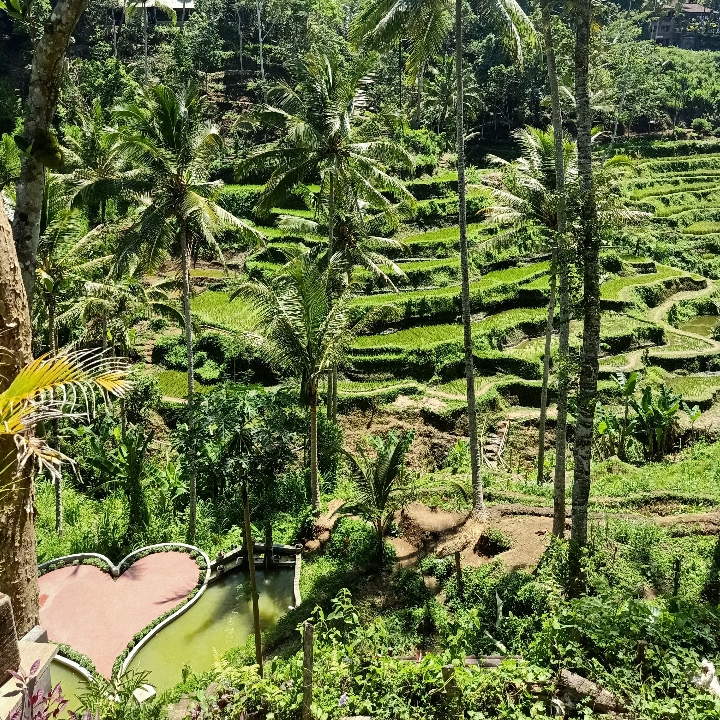 Ubud Day Tour