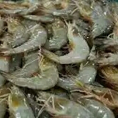 Udang