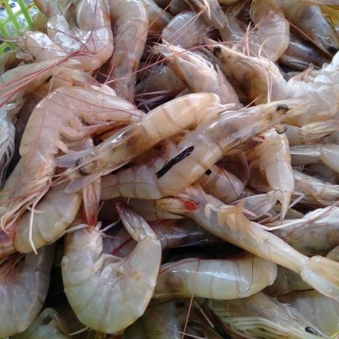 Udang