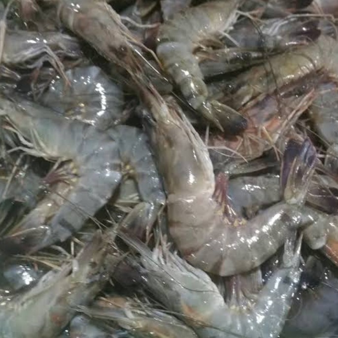 Udang