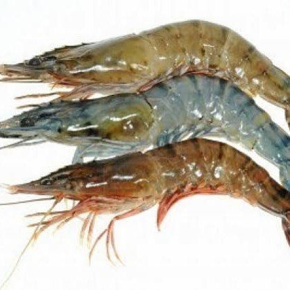 Udang