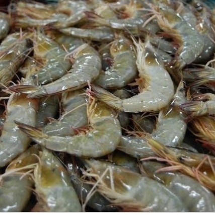 Udang 2