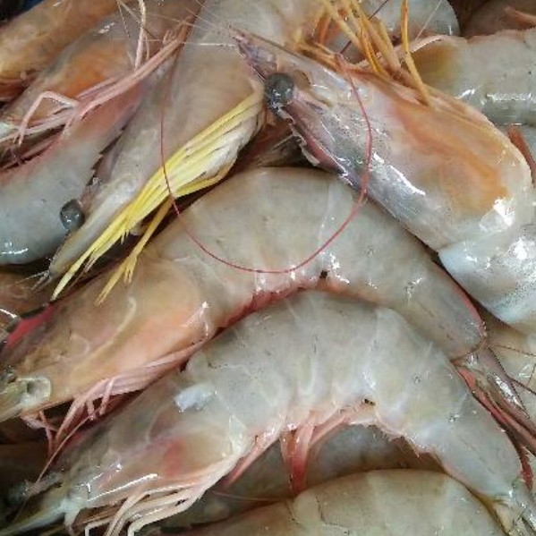 Udang 5